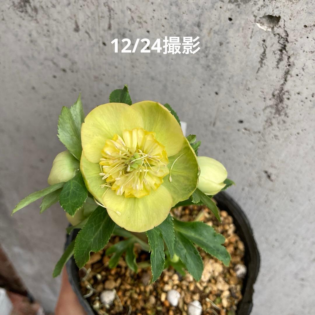 おまとめ2点　クリスマスローズ開花株　Dariahroseです。