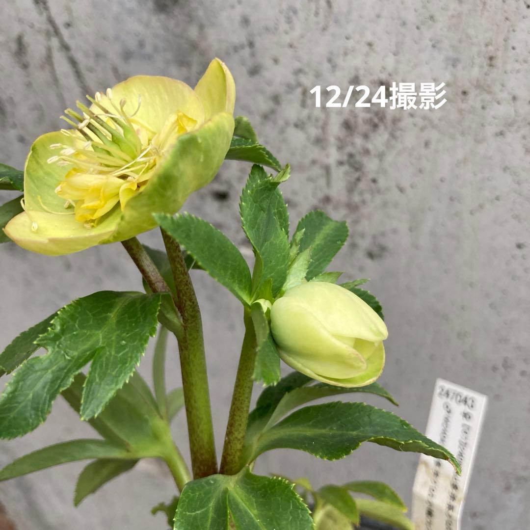 おまとめ2点　クリスマスローズ開花株　Dariahroseです。