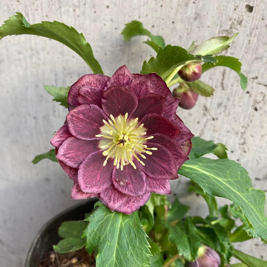 おまとめ2点　クリスマスローズ開花株　Dariahroseです。