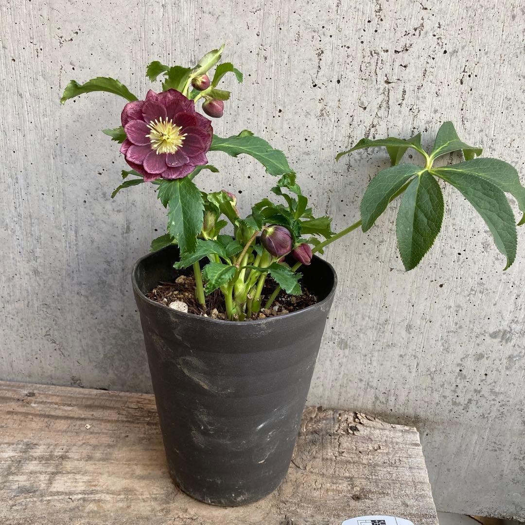 おまとめ2点　クリスマスローズ開花株　Dariahroseです。