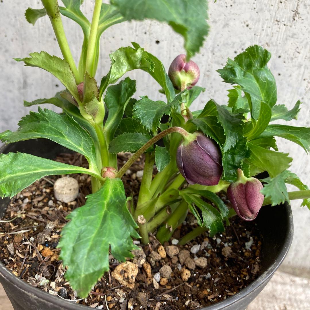 おまとめ2点　クリスマスローズ開花株　Dariahroseです。