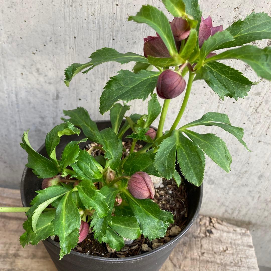 おまとめ2点　クリスマスローズ開花株　Dariahroseです。