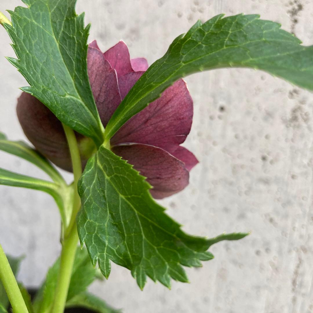 おまとめ2点　クリスマスローズ開花株　Dariahroseです。