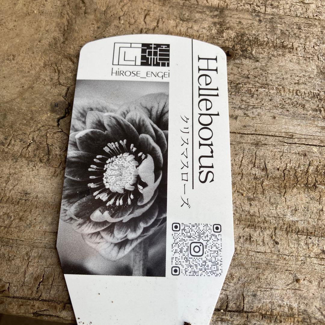 おまとめ2点　クリスマスローズ開花株　Dariahroseです。