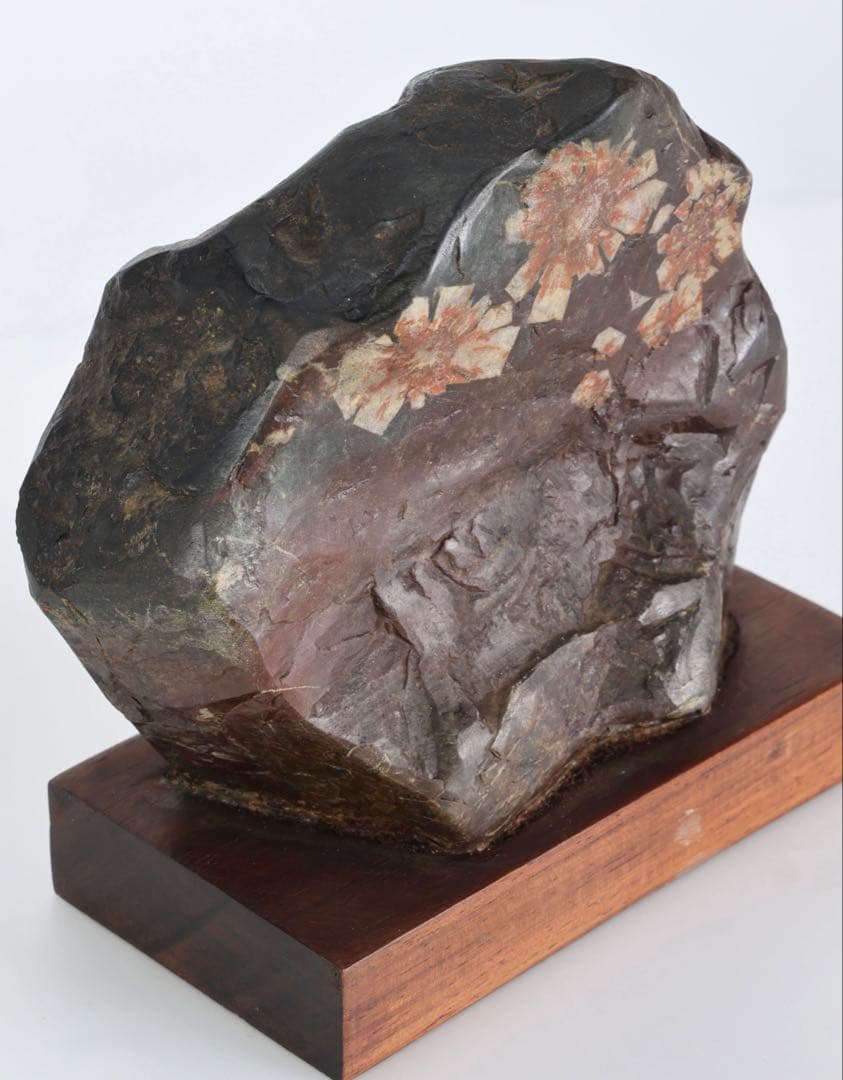 菊花石 菊紋石 小菊 紋石 台座付 1.1kg 鑑賞石 原石 自然石 美石 水石