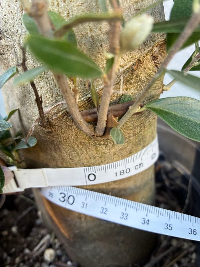 オリーブの木　ミッション　極太　苗