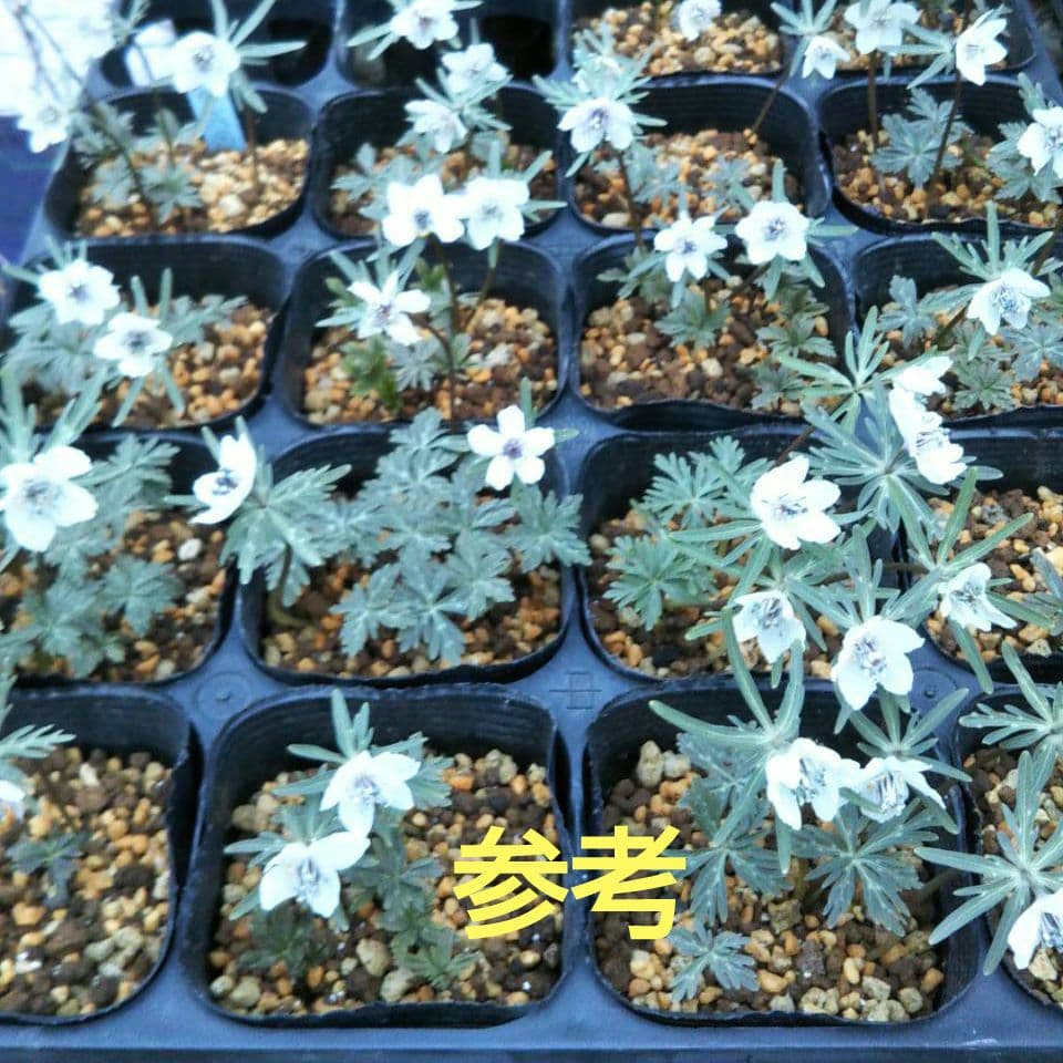 みんみん様専用❗セツブンソウ来春開花予定6球・日向ササユリ2球お届け