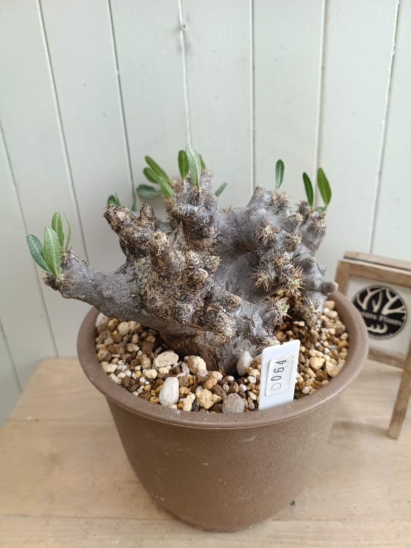 D064★発根済★大株美形パキポディウムブレビカリックス