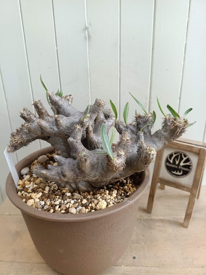 D064★発根済★大株美形パキポディウムブレビカリックス