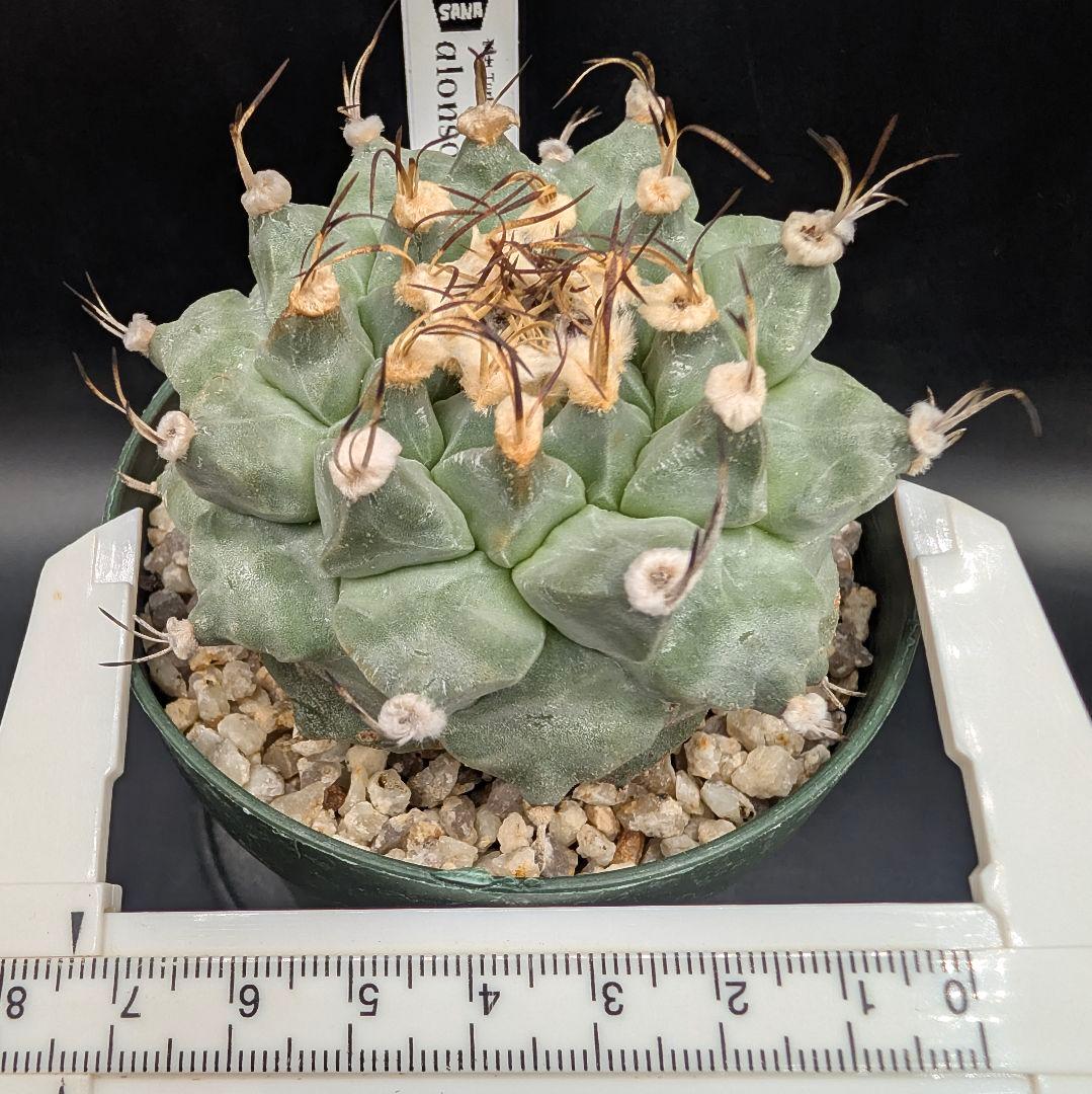 1*o様 アロンソイ 大疣実生 鉢植え メルカリ便送料込み