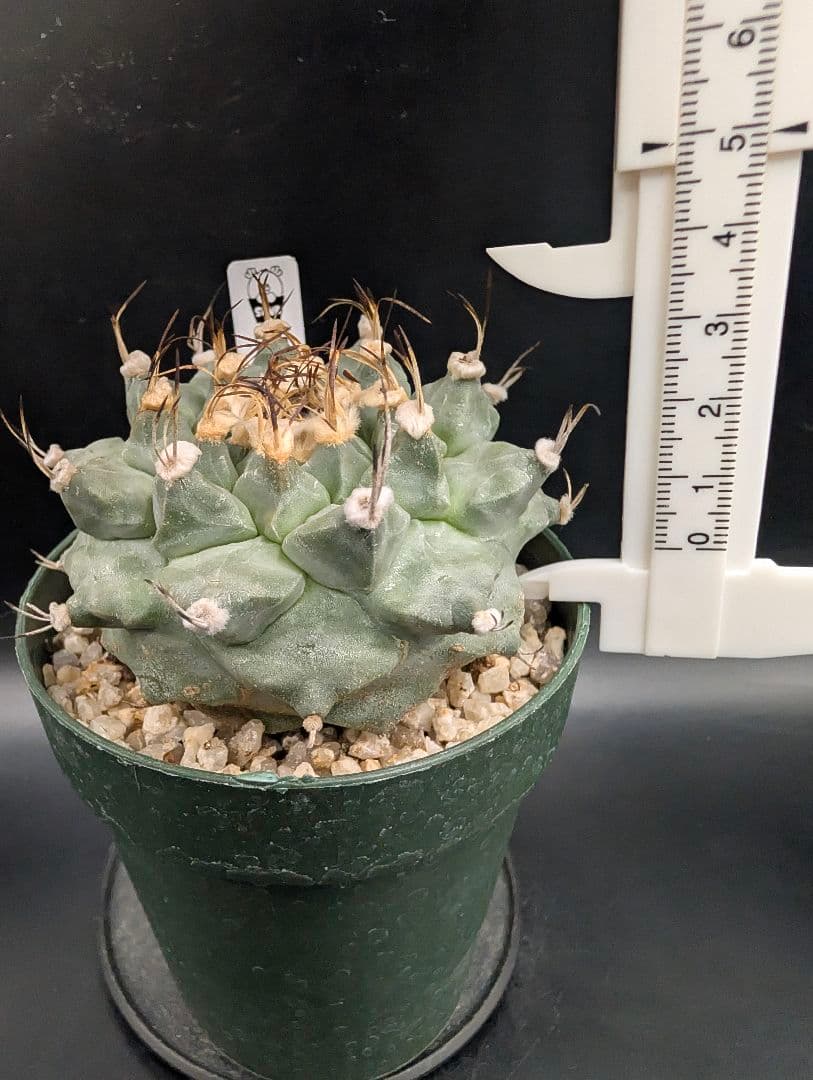 1*o様 アロンソイ 大疣実生 鉢植え メルカリ便送料込み