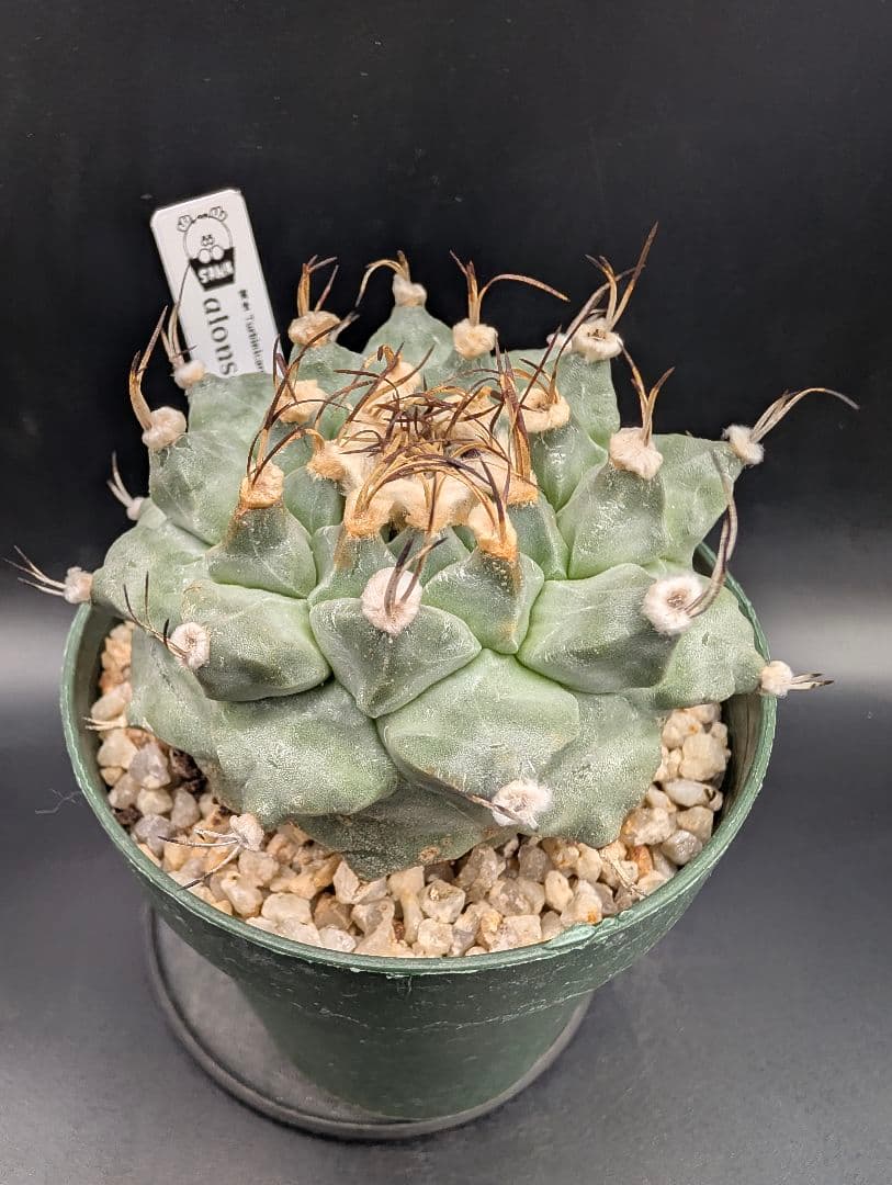 1*o様 アロンソイ 大疣実生 鉢植え メルカリ便送料込み