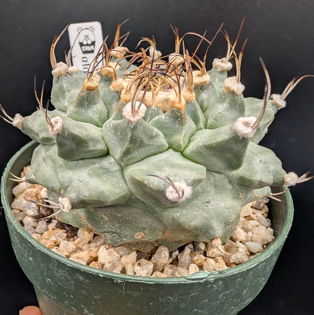 1*o様 アロンソイ 大疣実生 鉢植え メルカリ便送料込み