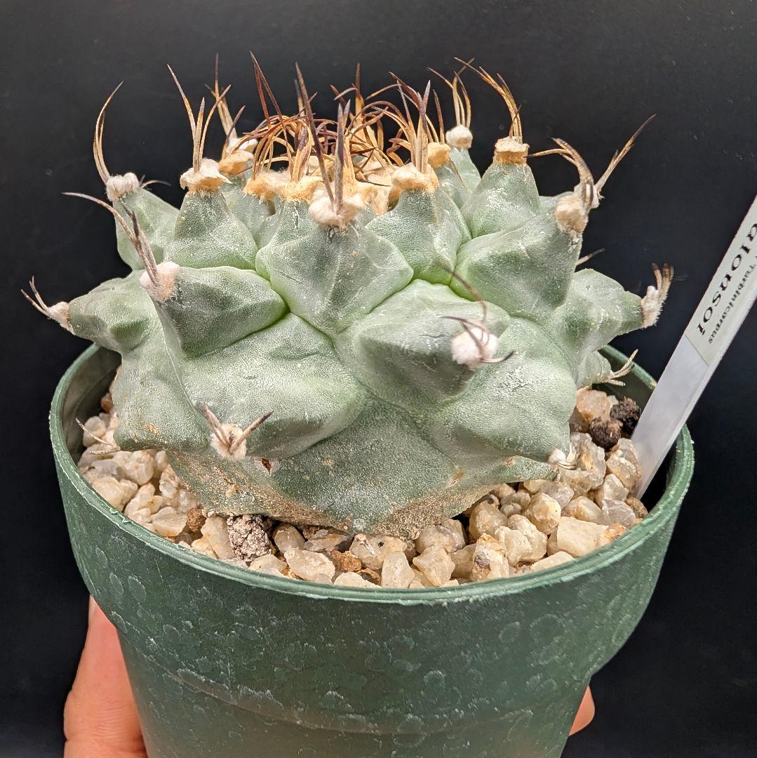 1*o様 アロンソイ 大疣実生 鉢植え メルカリ便送料込み