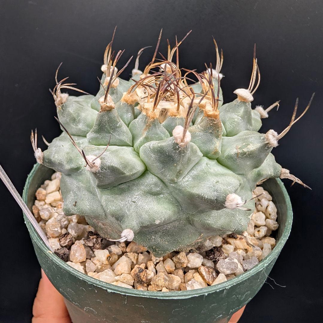 1*o様 アロンソイ 大疣実生 鉢植え メルカリ便送料込み