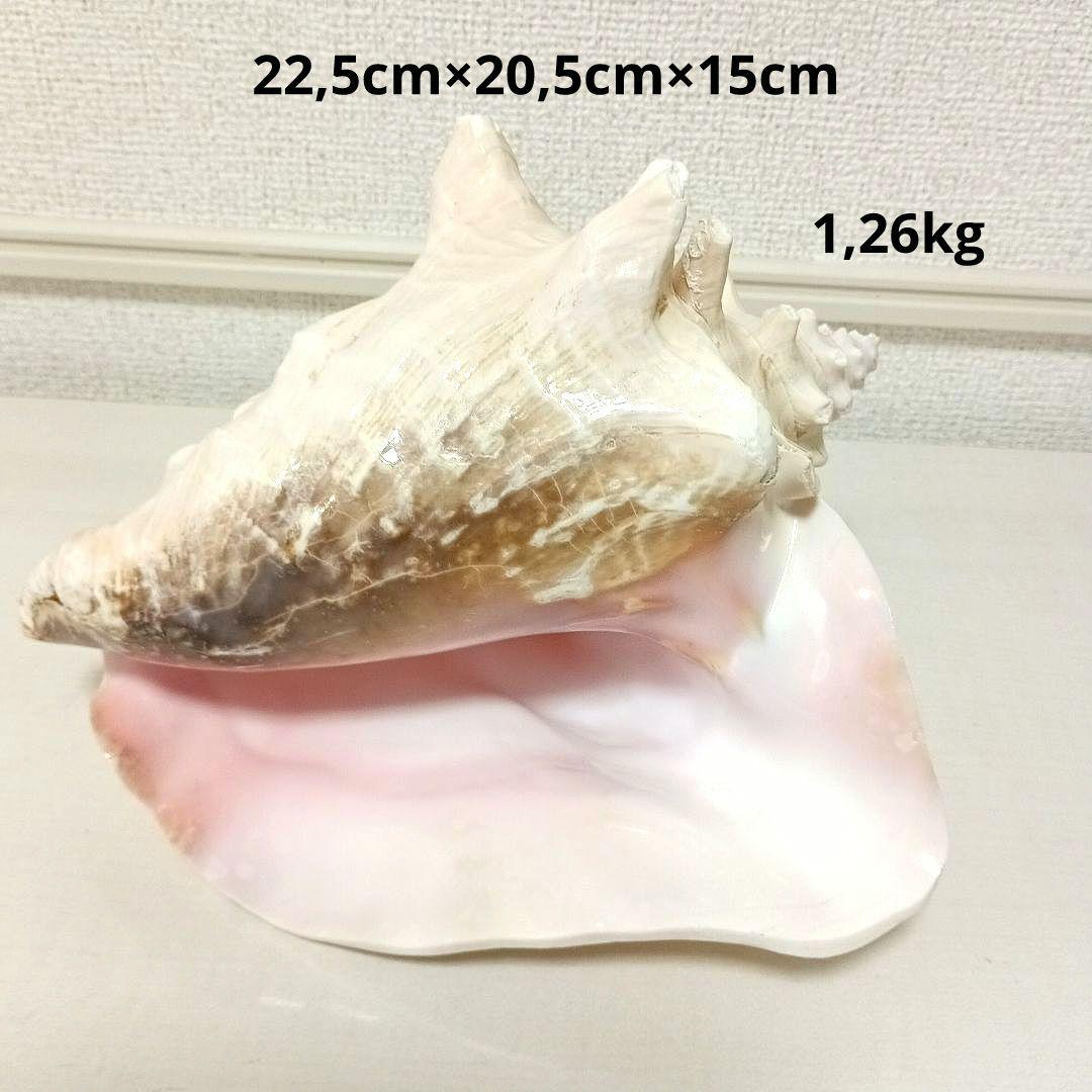 ピンク貝 コンク貝 貝殻 置物 オブジェ インテリア置物 希少 標本 008
