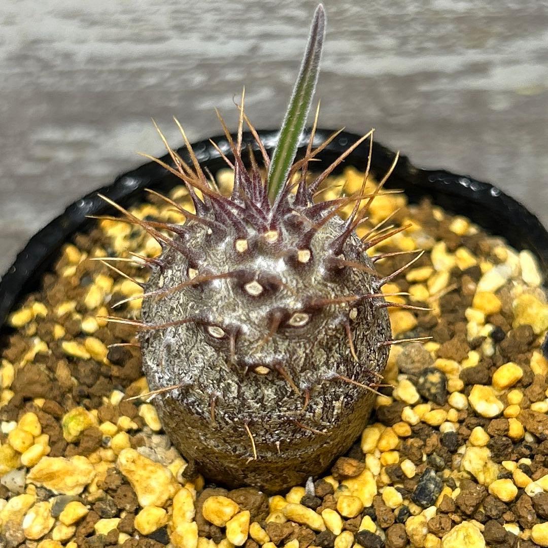 パキポディウム グラキリス ⑤ - メルカリ