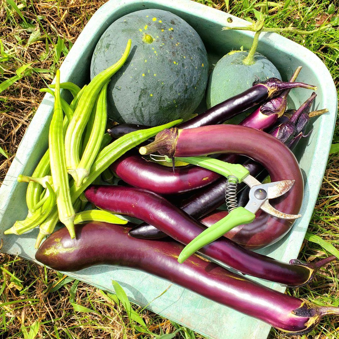 相模半白きゅうり(Sagami Hanjiro Cucumber・固定種)