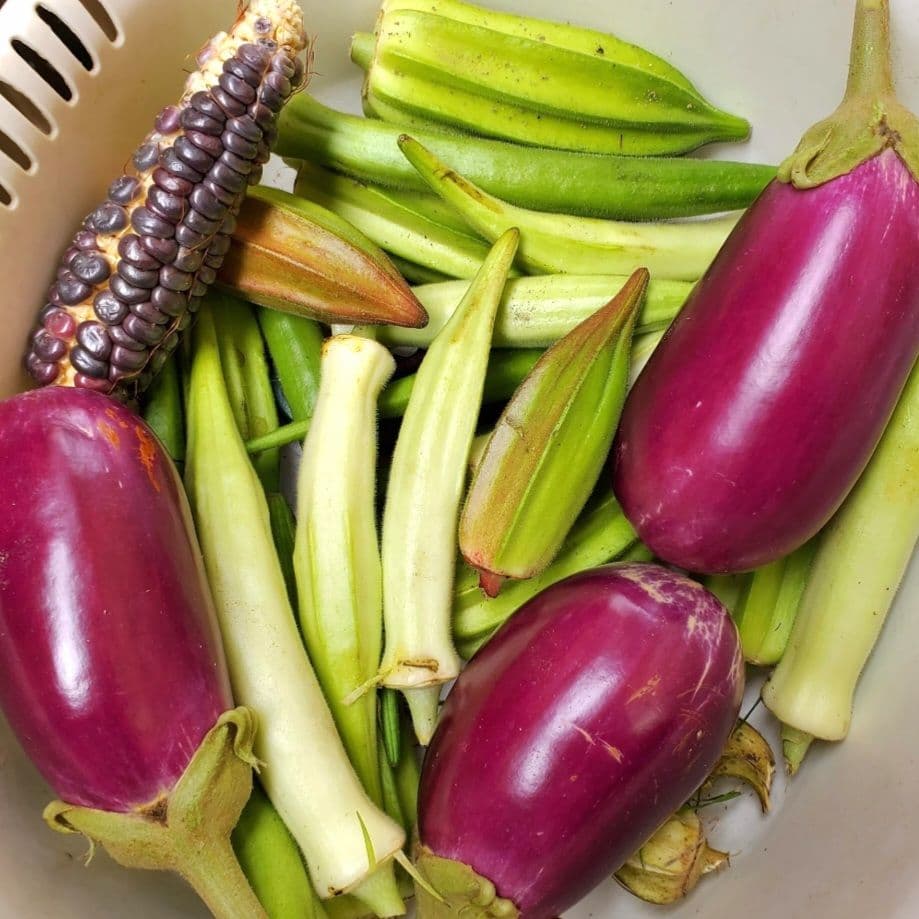 相模半白きゅうり(Sagami Hanjiro Cucumber・固定種)