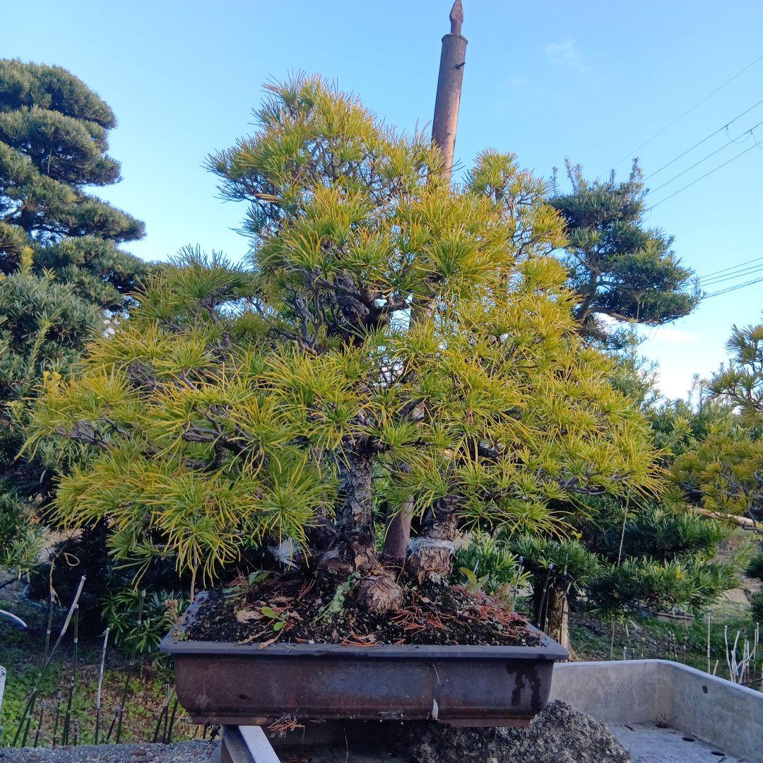 五葉松（かなり年数持ち込み古い）