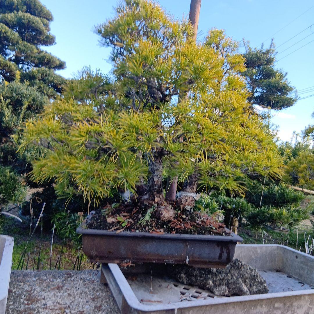 五葉松（かなり年数持ち込み古い）