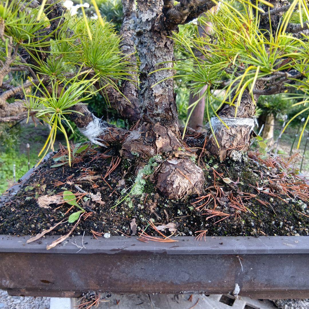 五葉松（かなり年数持ち込み古い）