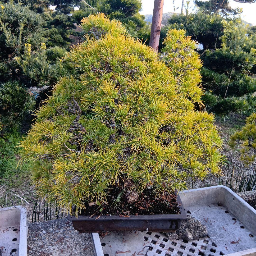 五葉松（かなり年数持ち込み古い）