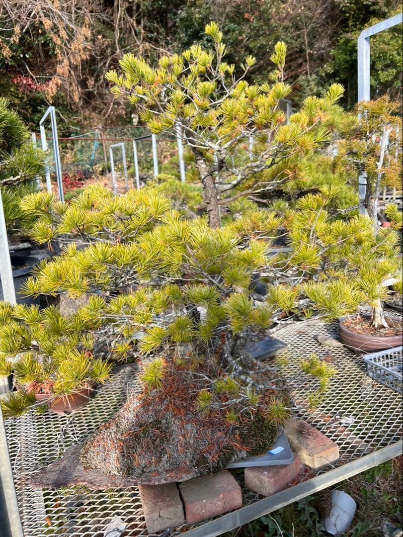 希少）鞍馬石 五葉松盆栽