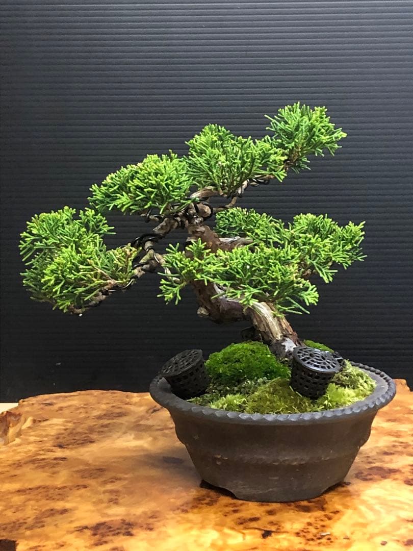 盆栽]真柏/小品/模様木 L108283714 - 盆栽最 安値 で