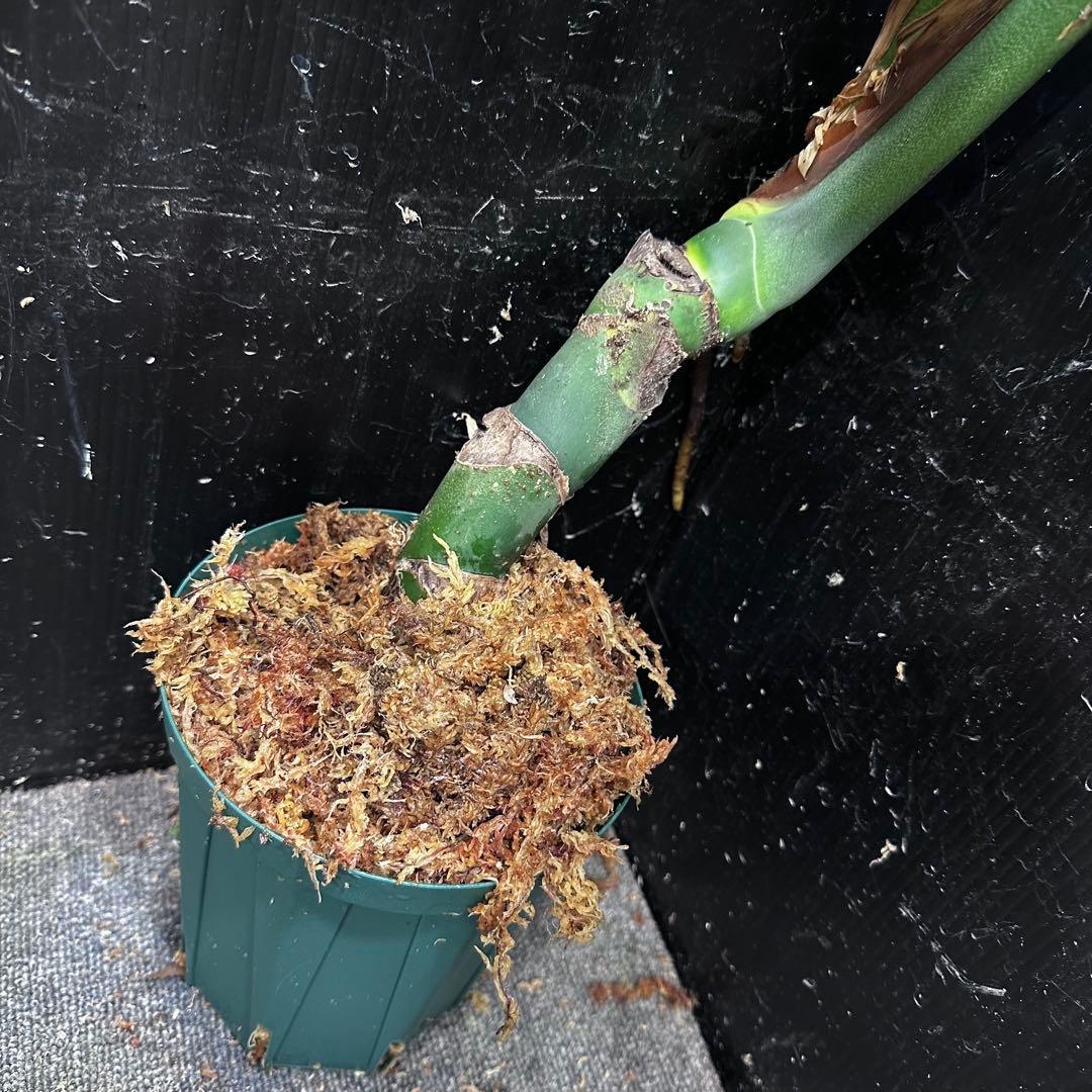 モンステラデリシオーサマクロコズム大型葉超希少系統鉢植え