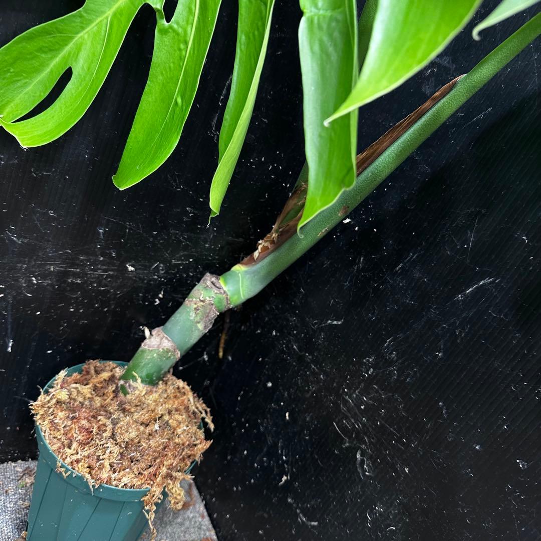 モンステラデリシオーサマクロコズム大型葉超希少系統鉢植え