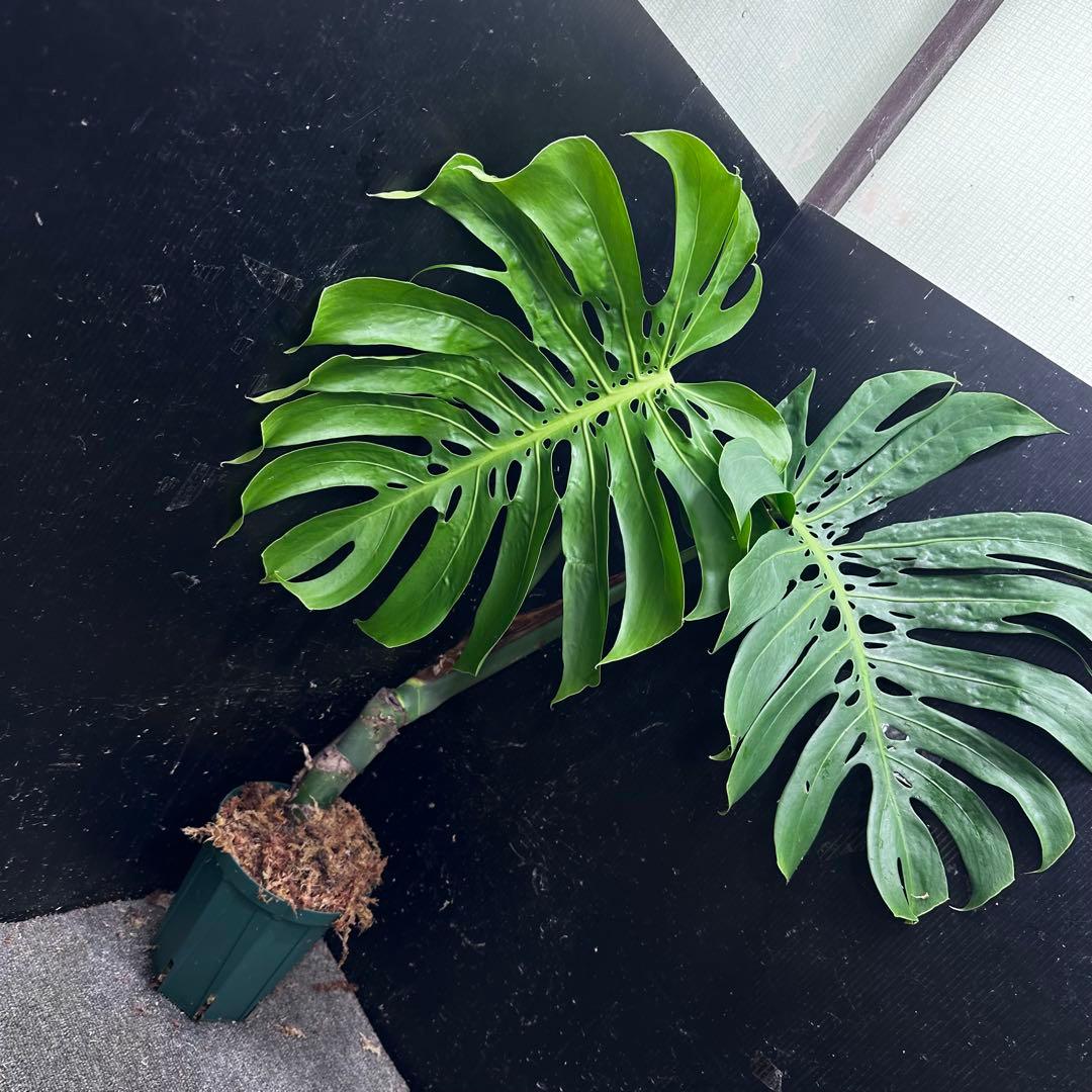 モンステラデリシオーサマクロコズム大型葉超希少系統鉢植え