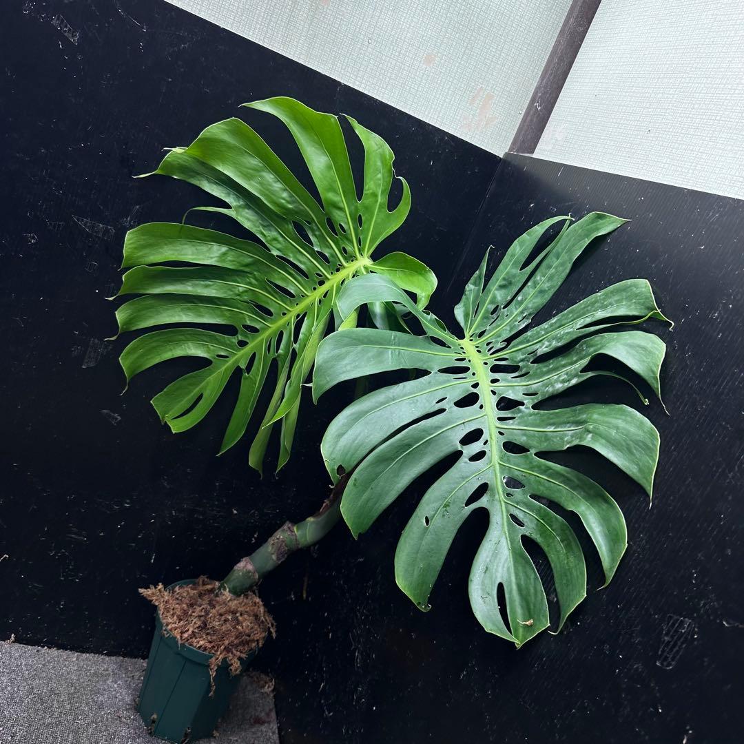 モンステラデリシオーサマクロコズム大型葉超希少系統鉢植え