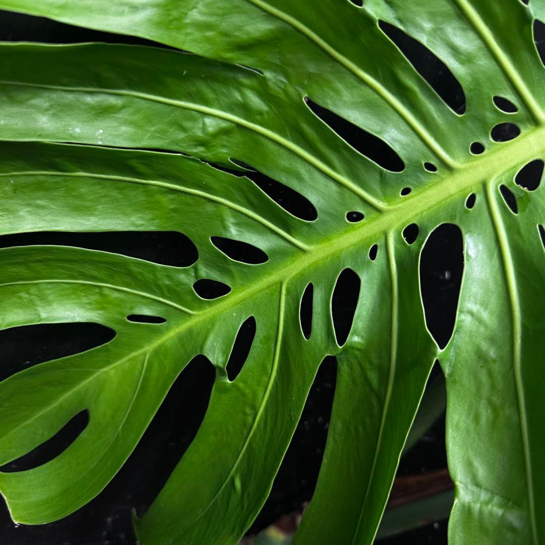 モンステラデリシオーサマクロコズム大型葉超希少系統鉢植え