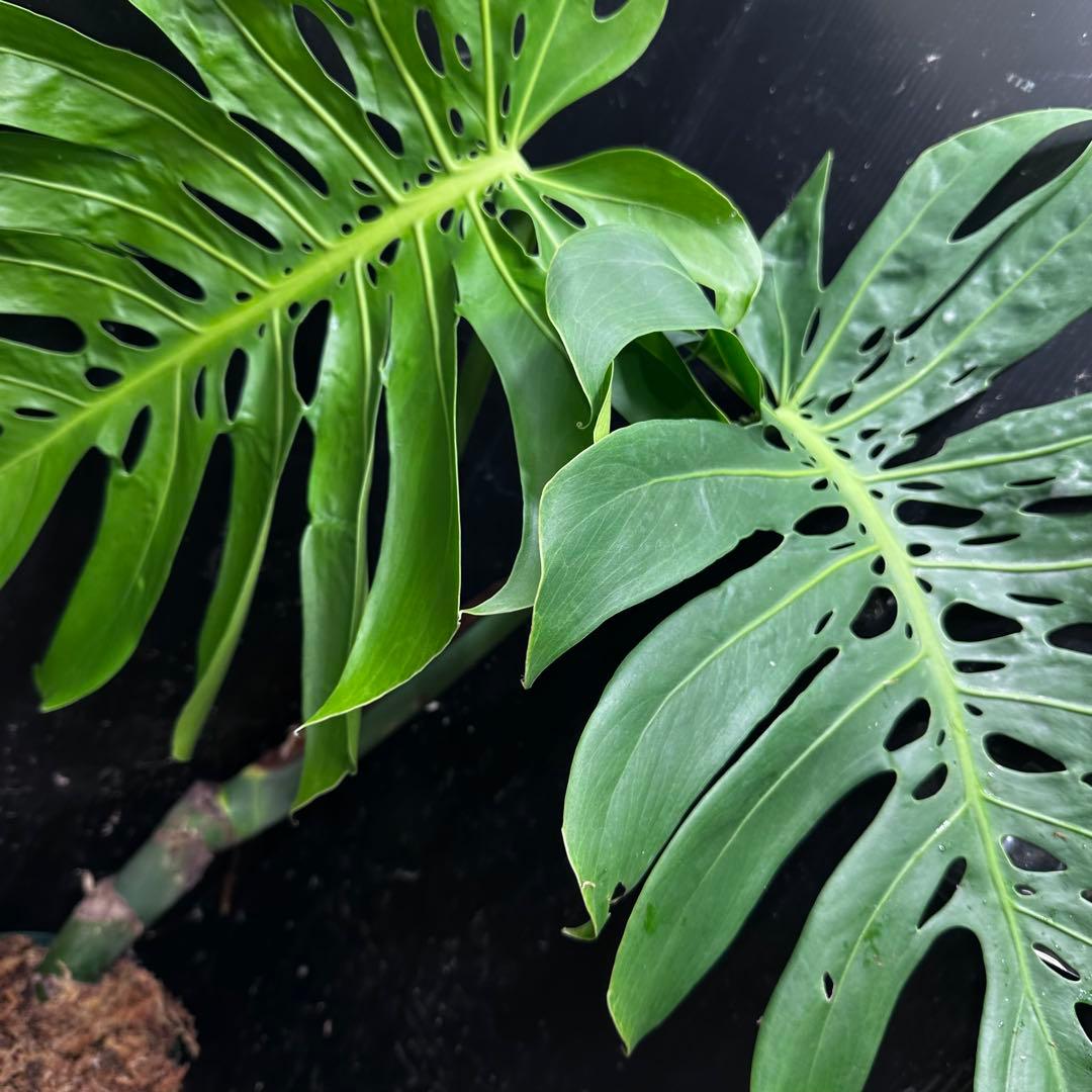 モンステラデリシオーサマクロコズム大型葉超希少系統鉢植え