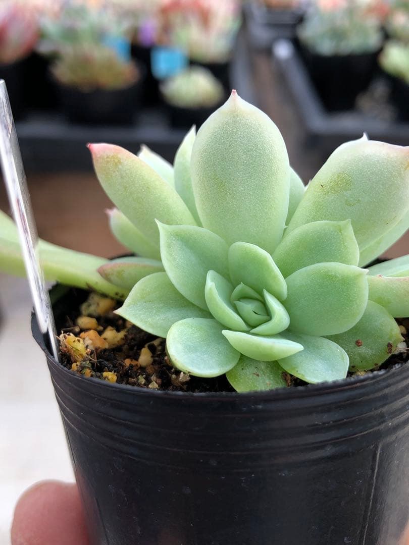 多肉植物 レミリア♡抜き苗(コキリノさん苗)