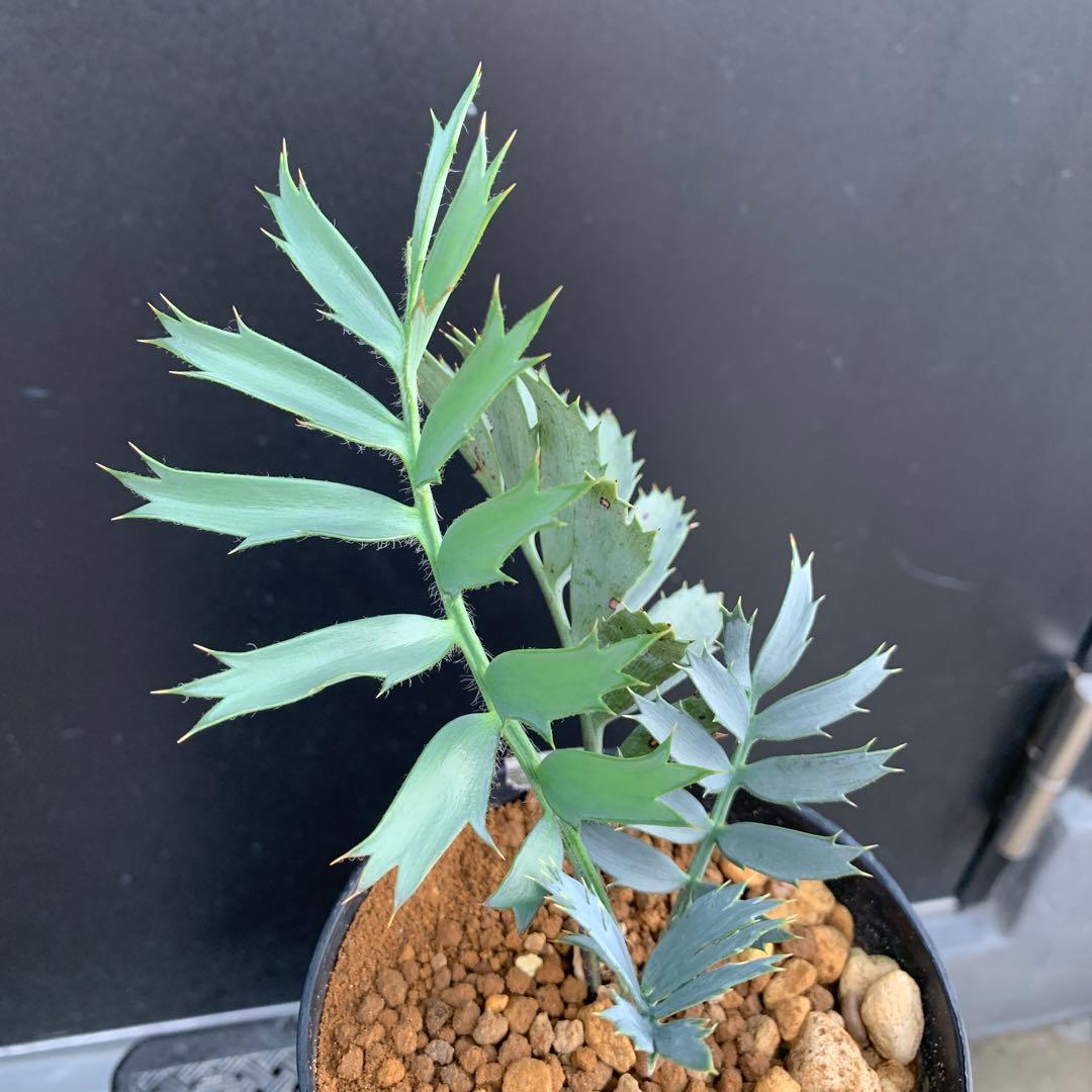 【南ア産・発根済】エンセファラルトス・ホリダス ｜No.2-16