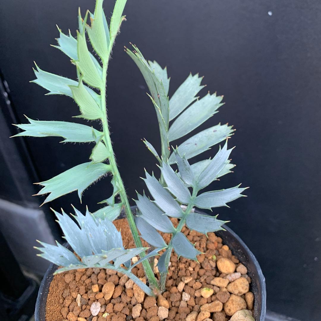 【南ア産・発根済】エンセファラルトス・ホリダス ｜No.2-16