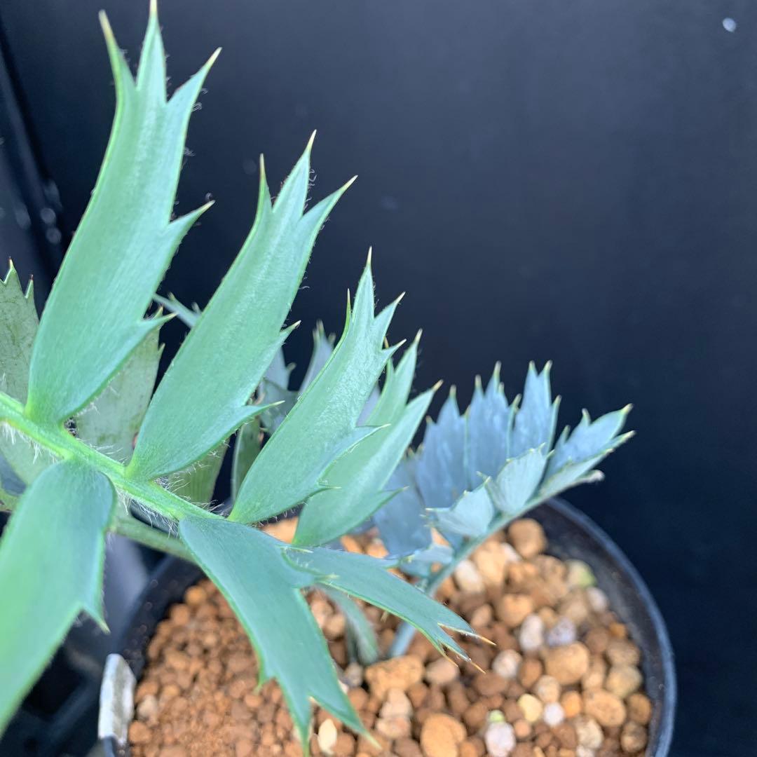 【南ア産・発根済】エンセファラルトス・ホリダス ｜No.2-16