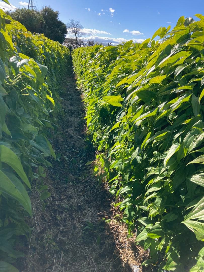 えま和歌山県産紫つくね芋20kg