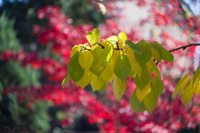 56【希少】Art Photo Group 限定 ヘリオス44-2