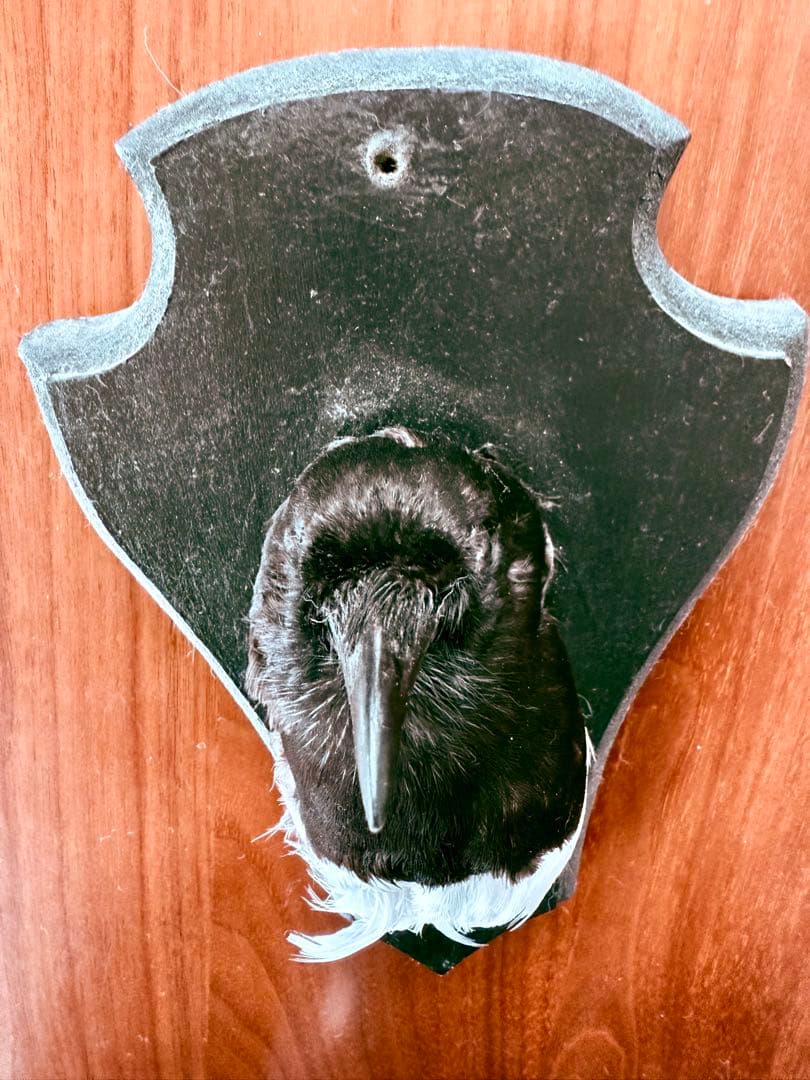 フランス　アンティーク　剥製　カササギ　カラス　ハンティングトロフィー　壁掛け