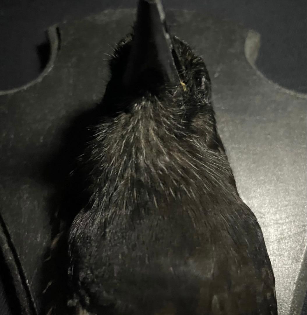 フランス　アンティーク　剥製　カササギ　カラス　ハンティングトロフィー　壁掛け