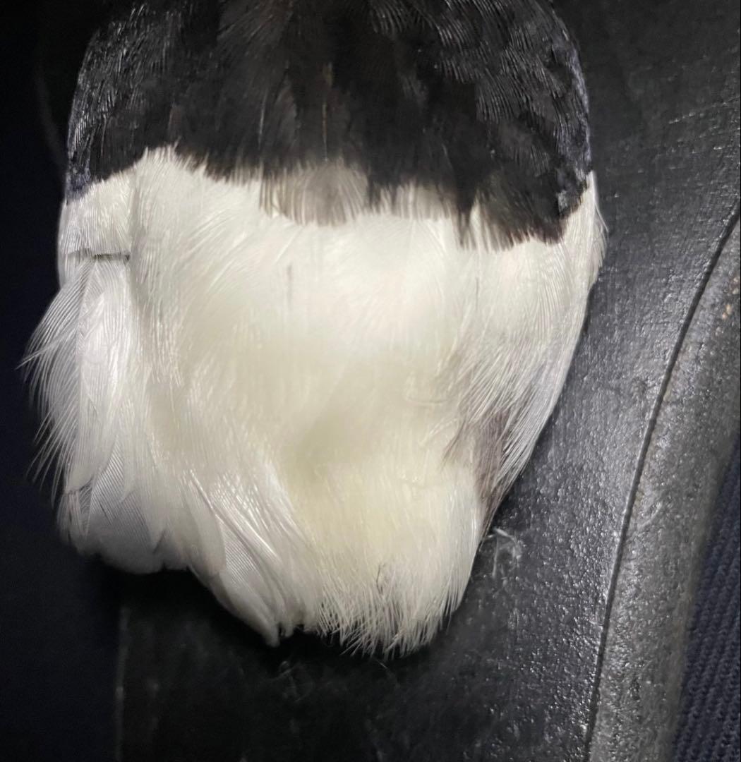 フランス　アンティーク　剥製　カササギ　カラス　ハンティングトロフィー　壁掛け