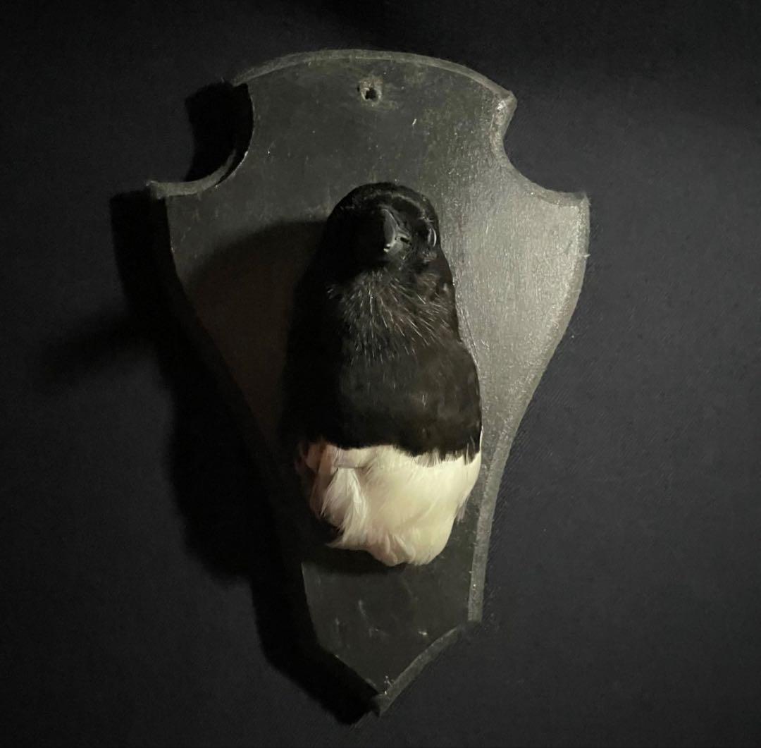 フランス　アンティーク　剥製　カササギ　カラス　ハンティングトロフィー　壁掛け