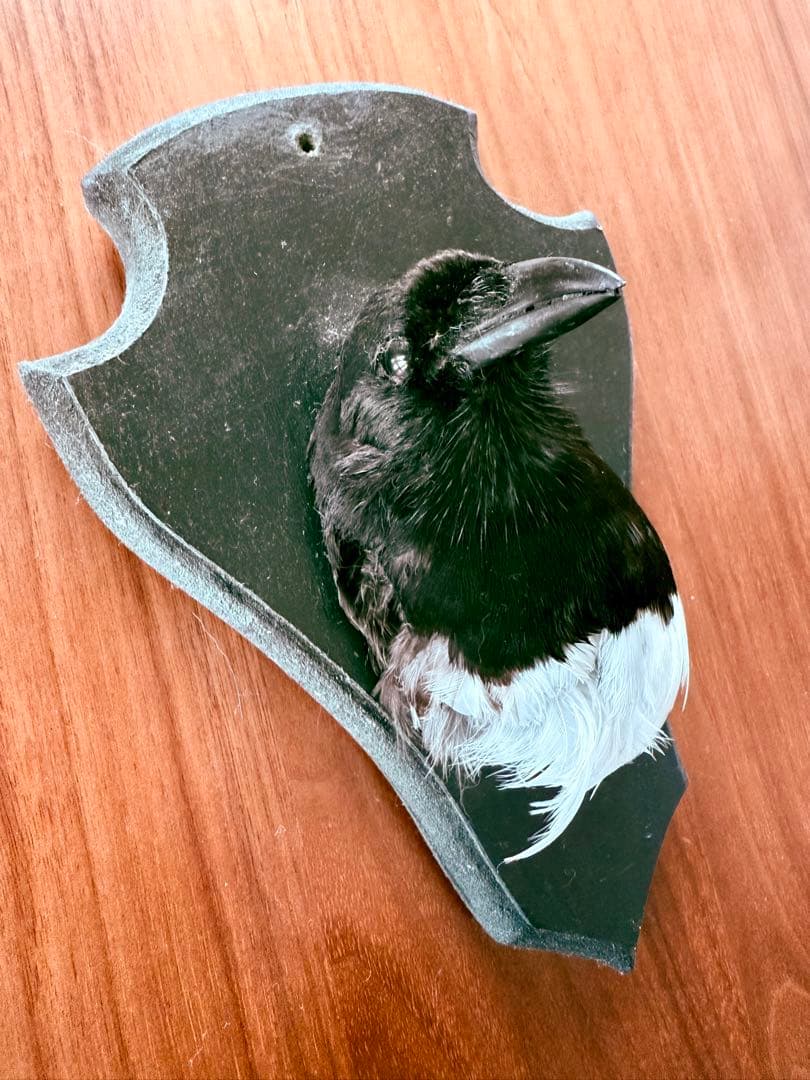 フランス　アンティーク　剥製　カササギ　カラス　ハンティングトロフィー　壁掛け