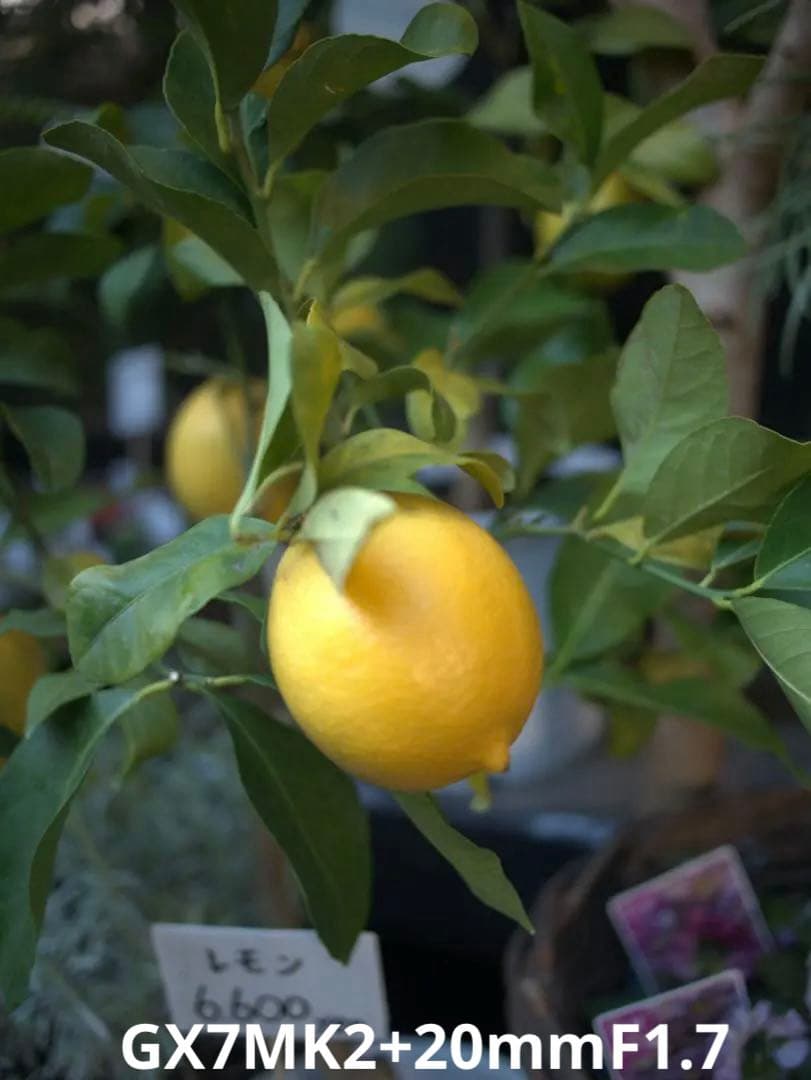 【最高のスナップ機】神レンズ20mmF1.7 II ＋ LUMIX GX7MK2