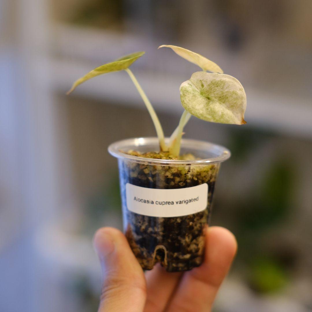 Alocasia cuprea varigated/アロカシア クプレア斑入り②
