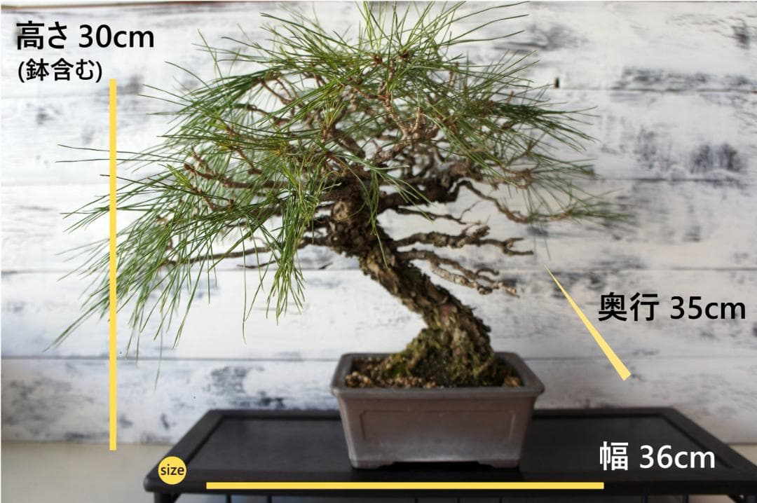 盆栽 『赤松』 和風 インテリア 観葉植物 ガーデニング 送料無料 b066