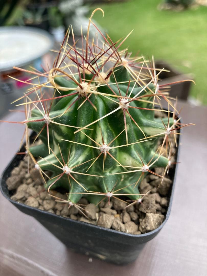 フェロカクタス大虹錦 斑入り◇南国ドライガーデン多肉サボテン錦